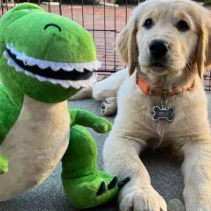 Rex the dog