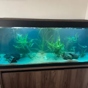 Fluval Roma 240l - Image 2