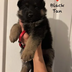 German Shepherd Puppies – 4 Girls & 4 Boys - Image 2