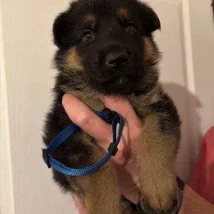 German Shepherd Puppies – 4 Girls & 4 Boys - Image 3