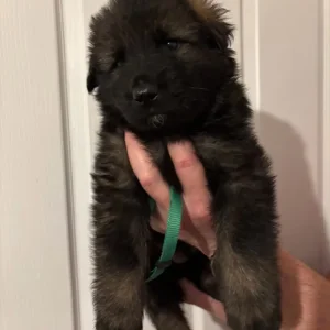 German Shepherd Puppies – 4 Girls & 4 Boys - Image 4
