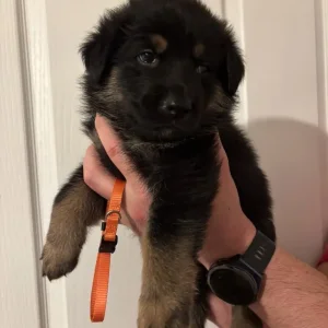 German Shepherd Puppies – 4 Girls & 4 Boys - Image 5