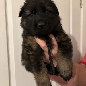 German Shepherd Puppies – 4 Girls & 4 Boys - Image 6