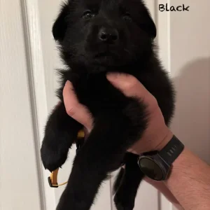 German Shepherd Puppies – 4 Girls & 4 Boys - Image 7