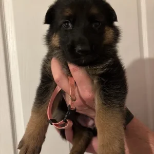 German Shepherd Puppies – 4 Girls & 4 Boys - Image 8