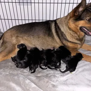 German Shepherd Puppies – 4 Girls & 4 Boys