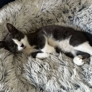 Apollo the Male Kitten - Image 2