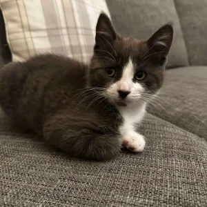 Apollo the Male Kitten - Image 3