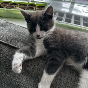 Apollo the Male Kitten - Image 4