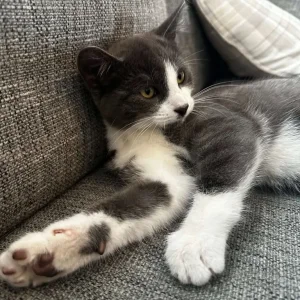 Apollo the Male Kitten - Image 5