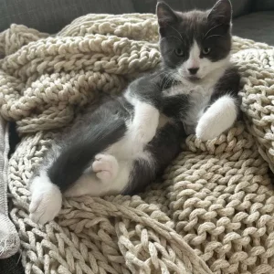 Apollo the Male Kitten - Image 6