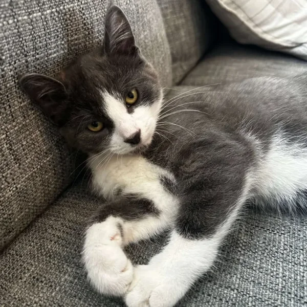 Apollo the Male Kitten