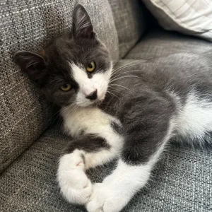 Apollo the Male Kitten