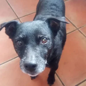 Patterdale/Patterjack - Image 2