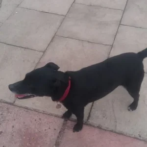 Patterdale/Patterjack - Image 3