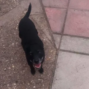 Patterdale/Patterjack - Image 4
