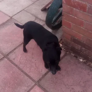 Patterdale/Patterjack - Image 5