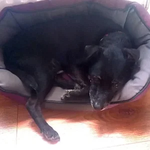 Patterdale/Patterjack