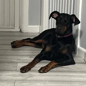 Doberman - Image 2