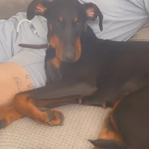 Doberman - Image 3