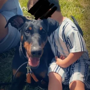 Doberman - Image 4