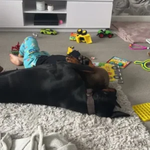 Doberman - Image 5