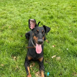 Doberman