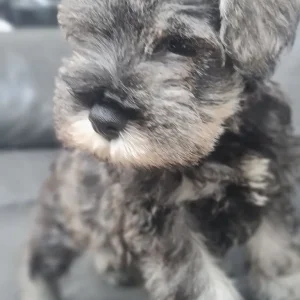 KC Registered Miniature Schnauzer Puppies – 1 Female, 2 Males - Image 2
