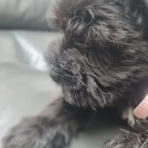 KC Registered Miniature Schnauzer Puppies – 1 Female, 2 Males - Image 3