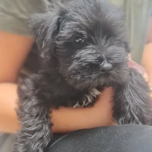 KC Registered Miniature Schnauzer Puppies – 1 Female, 2 Males - Image 4