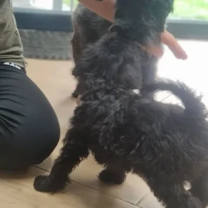 KC Registered Miniature Schnauzer Puppies – 1 Female, 2 Males - Image 5