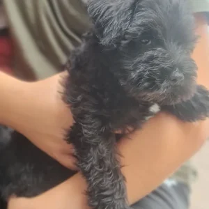 KC Registered Miniature Schnauzer Puppies – 1 Female, 2 Males - Image 6