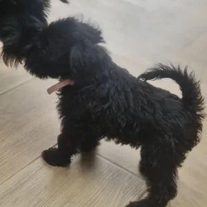 KC Registered Miniature Schnauzer Puppies – 1 Female, 2 Males - Image 7