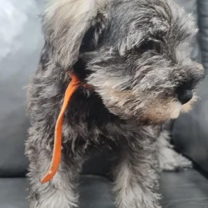 KC Registered Miniature Schnauzer Puppies – 1 Female, 2 Males - Image 8