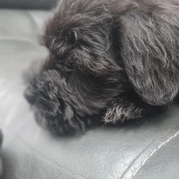 KC Registered Miniature Schnauzer Puppies – 1 Female, 2 Males