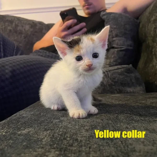 Mixed Breed Kitten - Yellow Collar