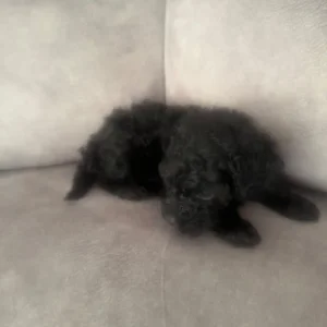 Girl Toy Poodle Puppy - Image 2