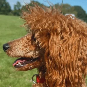 Girl Toy Poodle Puppy - Image 3
