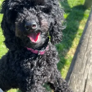 Girl Toy Poodle Puppy - Image 4