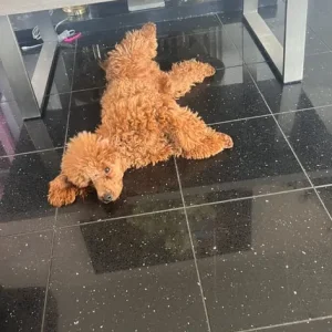 Girl Toy Poodle Puppy - Image 5
