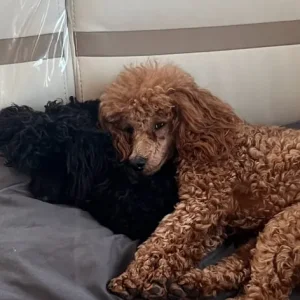 Girl Toy Poodle Puppy - Image 6