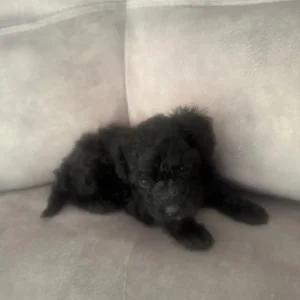 Girl Toy Poodle Puppy