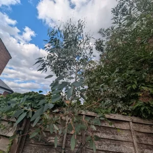 Eucalyptus trees - Image 2