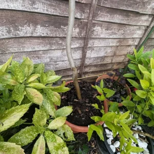 Eucalyptus trees - Image 3