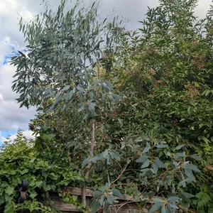 Eucalyptus trees - Image 4