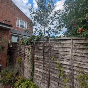 Eucalyptus trees - Image 5