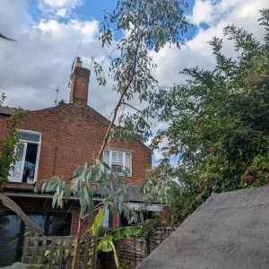 Eucalyptus trees - Image 6