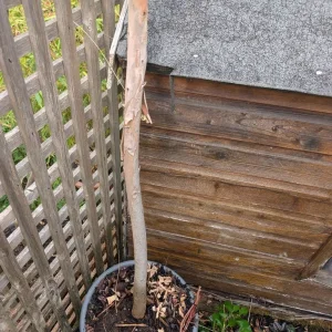 Eucalyptus trees - Image 7