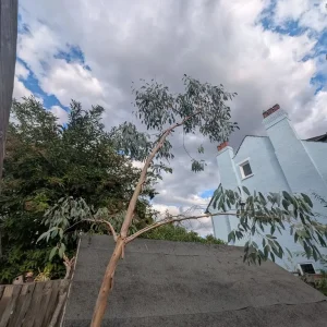 Eucalyptus trees - Image 8