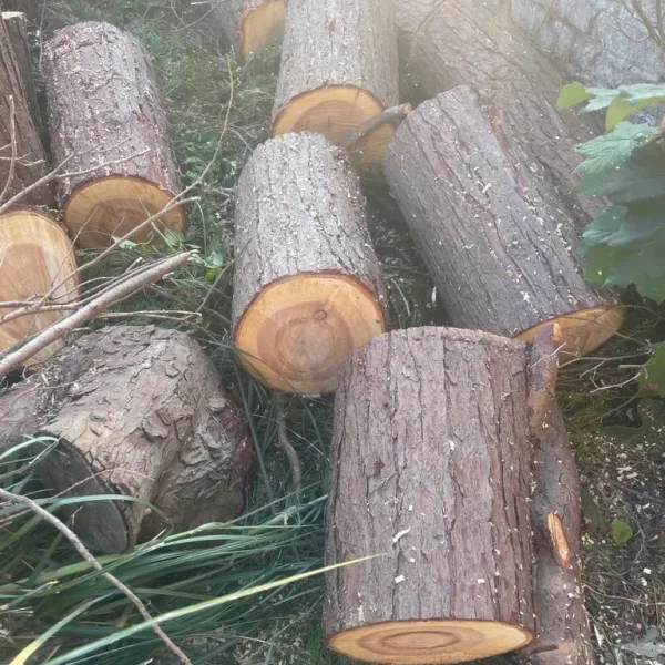 Freshly cut logs